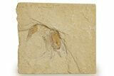 Cretaceous Fossil Shrimp - Lebanon #323714-1
